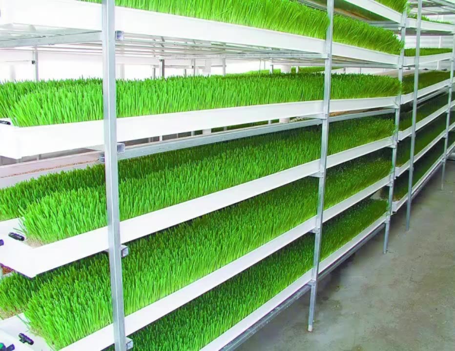 The Amazing Benefits of Fresh Fodder for Your Livestock