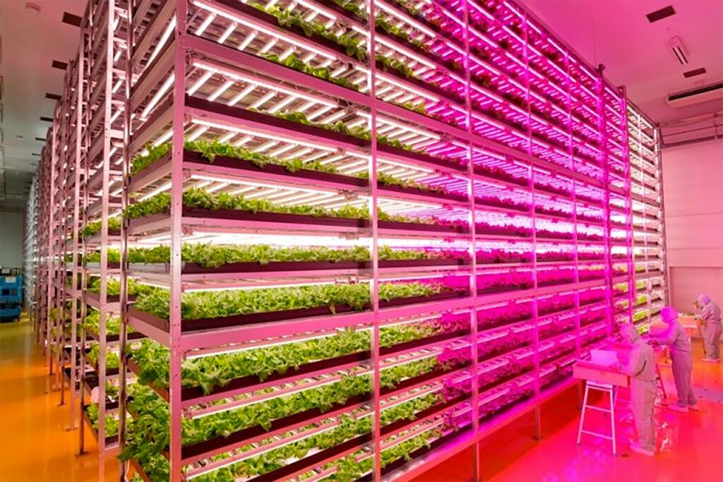 Technological Farming to Ensure a Food-Secure Future in UAE